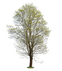 Obraz premium Norway Maple cut-out, spring tree isolated on white background.
