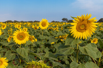 Sunflowers and bees in a field 2