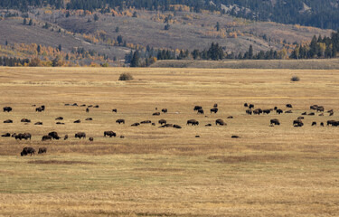 Fototapeta na wymiar Herd of Bison in Grand Teton National Park Wyoming in Autumn