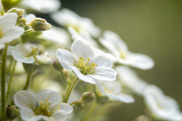 Saxifraga - a genus of plants belonging to the saxifrage family.