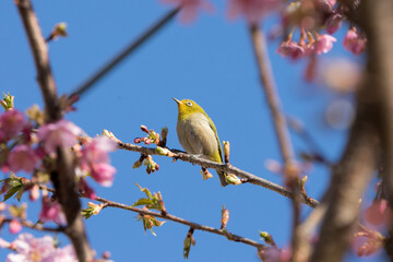 河津桜とメジロ　千葉県習志野市　日本