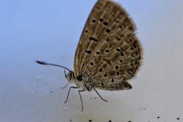 Obraz na płótnie Canvas closeup of butterfly sitting on glass