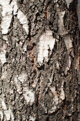 Background, texture, design. Close-up of the bark of an old birch.