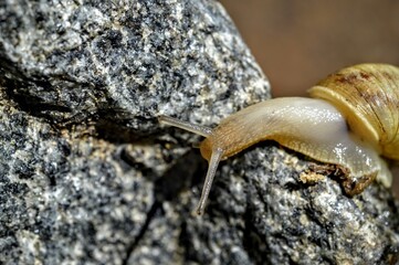 closeup of a snail on a stone