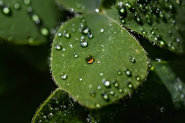 water drops on a clover leaf
