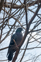 City rock dove on a tree among the branches. Background, wildlife.