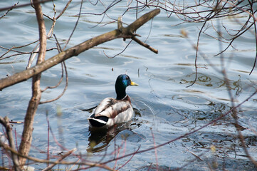 A drake in a pond near the shore against the background of coastal bush branches.