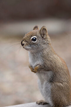 American red squirrel