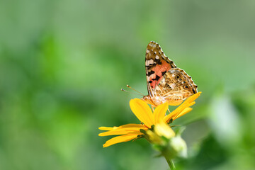 Butterfly admiral and flower. Beautiful Butterfly on a yellow flower on a sunny day on a green blurred background. Spring and summer backdrop. Macro