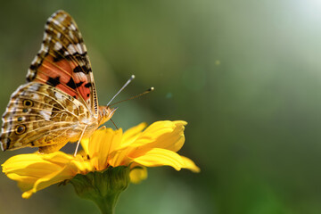Butterfly admiral and flower. Beautiful Butterfly on a yellow flower on a sunny day on a green blurred background. Spring and summer backdrop. Macro