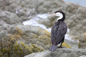 Elsterscharbe / Australian pied cormorant / Phalacrocorax varius