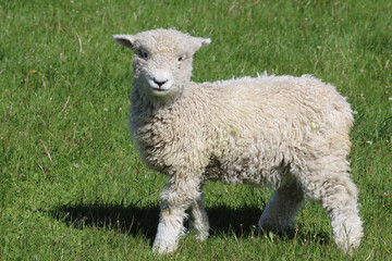 Romneyschaf / Romney sheep / Ovis.