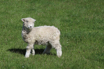 Romneyschaf / Romney sheep / Ovis.