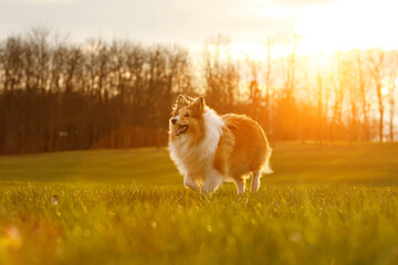 Shetland sheepdog - Sheltie - on a sunset park background.