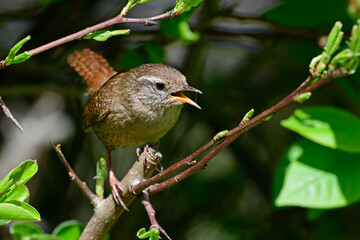 Zaunkönig // Eurasian wren (Troglodytes troglodytes) 