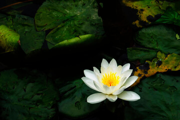 A Water lily in a lake, Germany, Europe