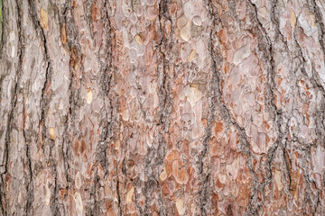 Bark of pine tree. Natural coniferous bark background