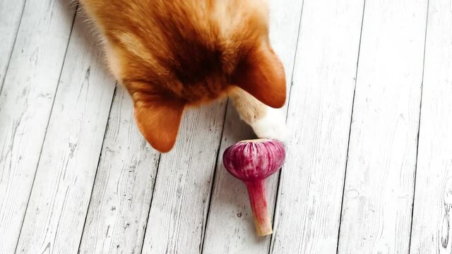Ginger cat plays with garlic. Tabby kitten touches red garlic with its paw. View from above. A young cat is sitting on a wooden surface.