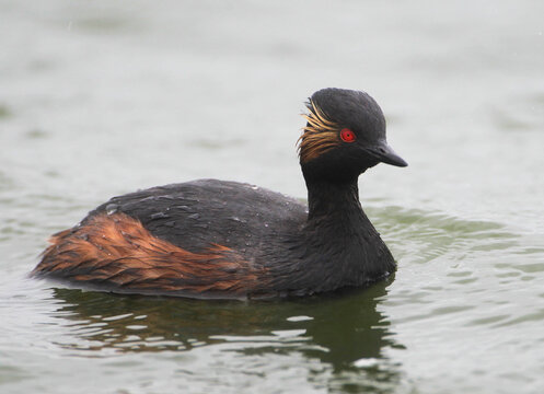 A black-necked Grebe in a Lake, Germany, Europe
