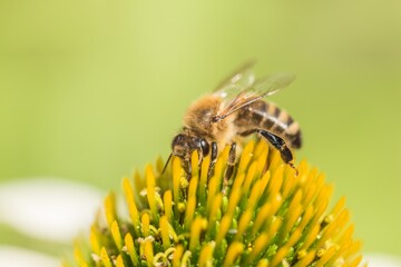 Beautiful honey bee closeup on flower gather nectar and pollen. Animal sitting for pollination. Important insect for environment ecology ecosystem. Awareness of nature climate change sustainability