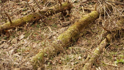 moss on the ground