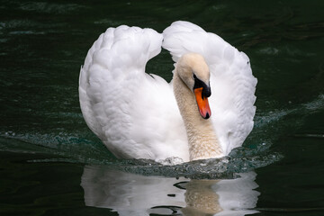 A graceful white swan swimming on a lake with dark green water. A white swan swims in a fighting pose with reflection in water.