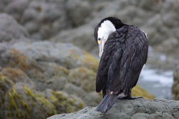 Elsterscharbe / Australian pied cormorant / Phalacrocorax varius