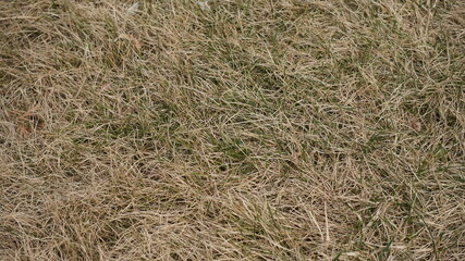 grass in the wind