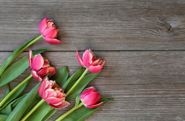 A bouquet of stuffed tulips on a wooden background. Greeting card. Fresh flowers as a gift. Springtime background with pink tulips in wattle ring on grey textured background. Image with plenty of copy