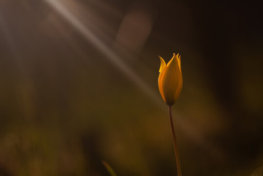 tulipe 