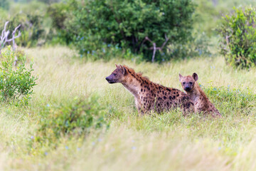 Two Spotted Hyenas in Tsavo East National Park, Kenya, Africa