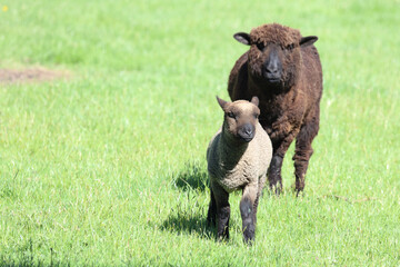 Schaf Suffolk-Coopworth-Kreuzung / Suffolk x Coopworth sheep / Ovis.