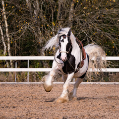Irish Cob in the paddock