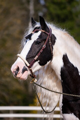 Irish Cob portrait