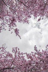 Cherry Blossom Trees on a Cloudy Spring Day w/ copy space (vertical) 