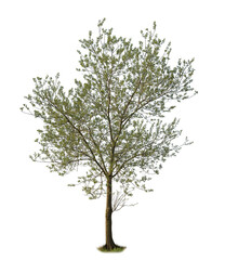 Isolated Olive tree on white background in spring. Cutout tree