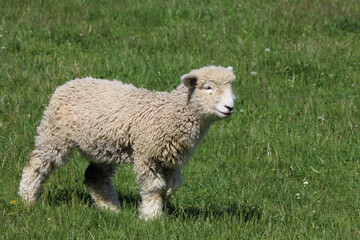 Romneyschaf / Romney sheep / Ovis.