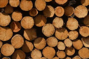 holz, wald, baum, brennholz, baumstamm, Baumfällung, Holzfällung, fällen, Forstwirtschaft, forst, Nadelholz, Borkenkäfer, Schlagholz, Holzstapel, Holzfäller, Forstarbeiter, Forstarbeiten, Bauholz, sta