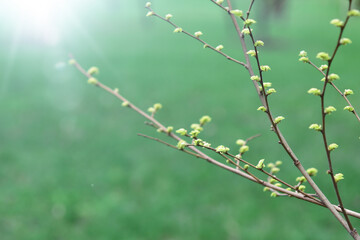 Shrub with thin twigs and young leaves on them. Spring background with sun glare
