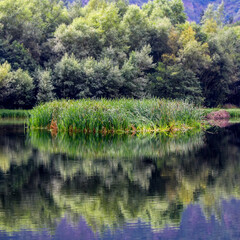 Small island of reeds in the river with reflections in the calm water. Asturias.