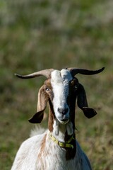 portrait of rove goat in pasture