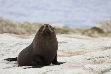 Obraz premium Neuseeländischer Seebär / New Zealand fur seal / Arctocephalus forsteri
