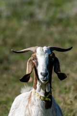 Obraz premium portrait of rove goat in pasture