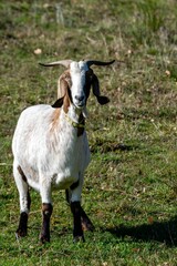 portrait of rove goat in pasture