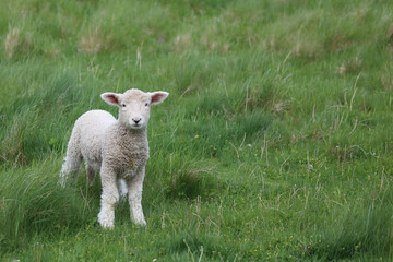 Obraz premium Romneyschaf / Romney sheep / Ovis.