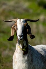 portrait of rove goat in pasture