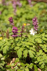 Lerchenspornblüten in der Sonne