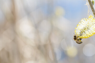 Pszczoła  © Katarzyna Judycka