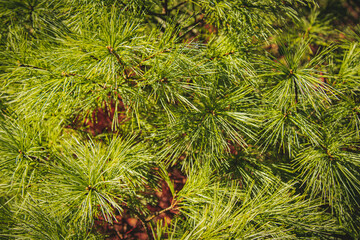 Pine needles background 
