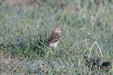 Wiesenpieper mit Beute